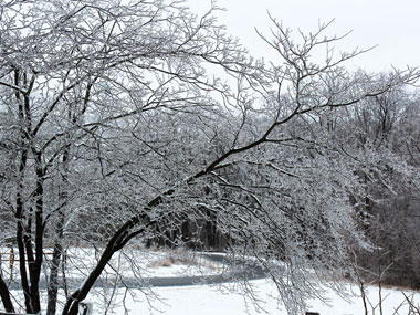 Ice Storm, January 2019 thumbnail